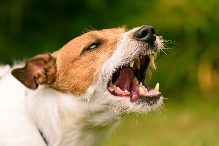 Dog Bite Injury Law in California